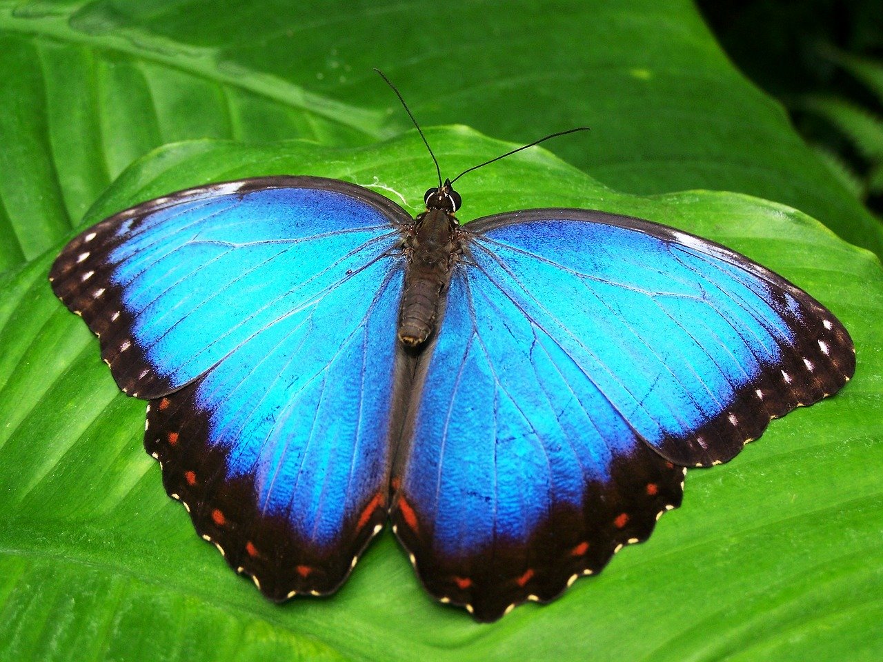 butterfly