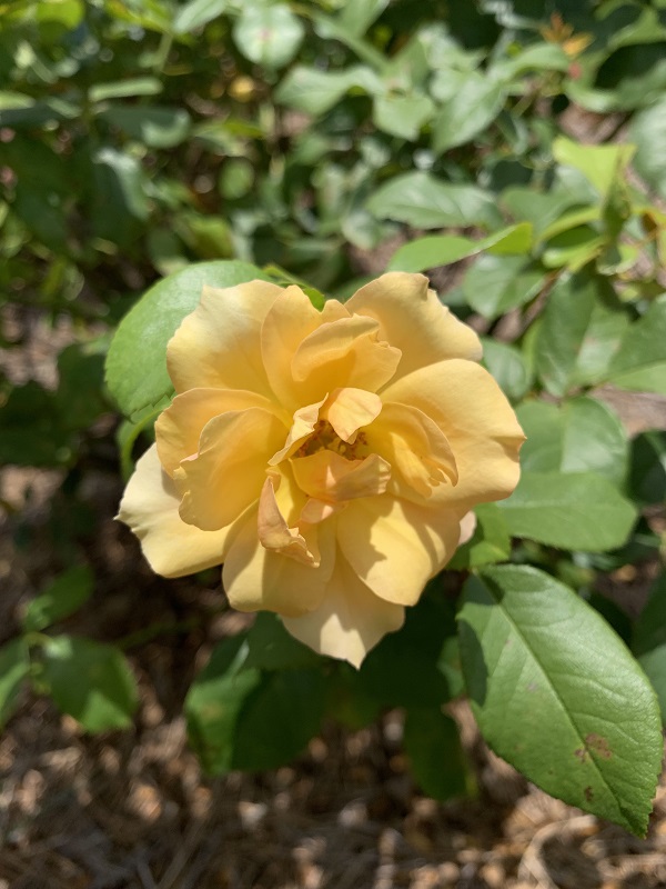 yellow rose