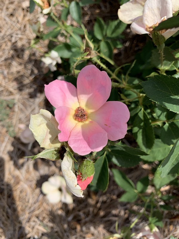 pink and yellow rose