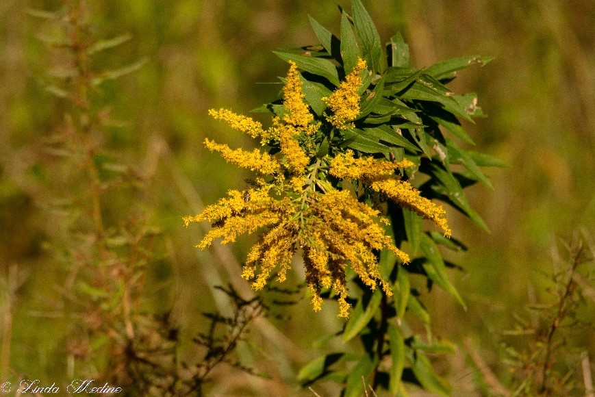 Goldenrod, Solidago