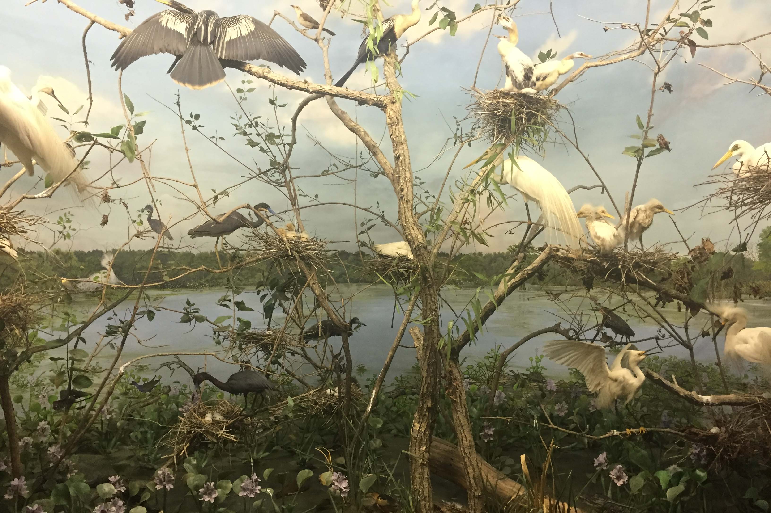 Egrets in a herony