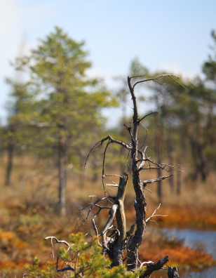 Photo of swamp